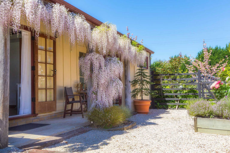 Wisteria hanging in full bloom from the cottage roof